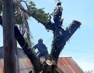 Antisipasi Bahaya, DLHK Sinjai Lakukan Pemangkasan Pohon