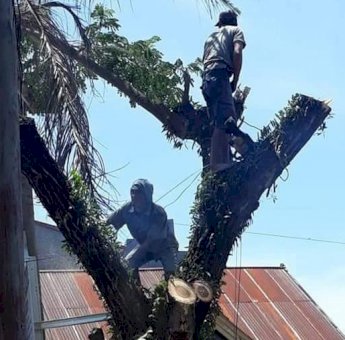 Antisipasi Bahaya, DLHK Sinjai Lakukan Pemangkasan Pohon