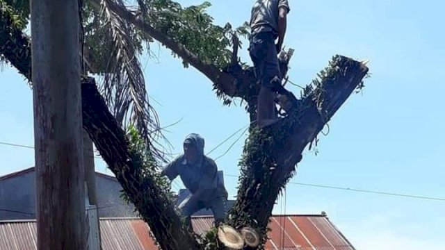Antisipasi Bahaya, DLHK Sinjai Lakukan Pemangkasan Pohon
