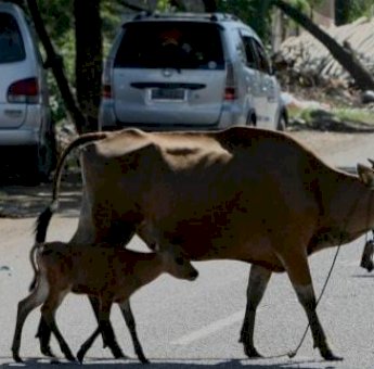 Hewan Ternak Berkeliaran di Fasum, Satpol-PP Sinjai Siapkan Denda