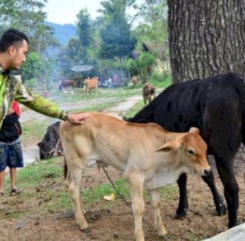 Produksi Sapi Ternak di Sinjai Tahun 2020 Lampaui Target, Ini Penjelasan Kadisnak Keswan