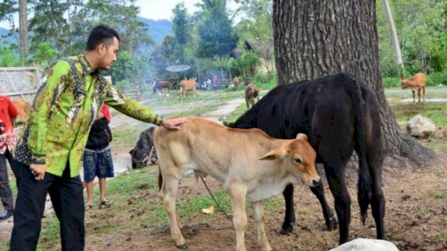 Bupati Sinjai Andi Seto Ghaditsa Asapa, meninjau Sapi Ternak milik Warga.
