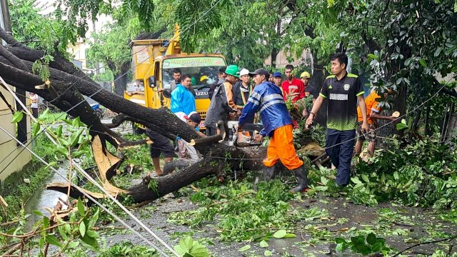 Pohon Tumbang Akibat Cuaca Ekstrim.
