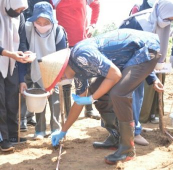 Bupati Sinjai Tanam Perdana Jagung Hibrida