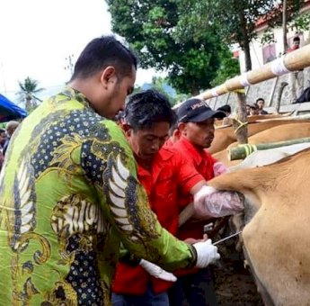 Ini Manfaat Program Asuransi Usaha Ternak Sapi Bagi Peternak di Sinjai