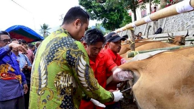 Bupati Sinjai Andi Seto Ghaditsa Asapa, melakukan Inseminasi buatan ke Ternak Sapi milik Warga.