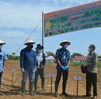 Sinjai Salah Satu Daerah Pengembangan Produktivitas Jagung di Sulsel