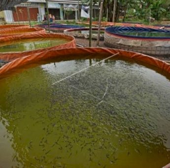 Budidaya Ikan Lele Sistem Bioflok Berikan Dampak Perekonomian di Pesantren Sinjai