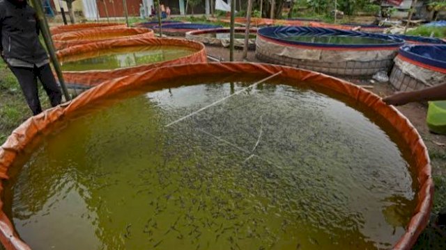 Budidaya Iklan Lele Sistem Bioflok.