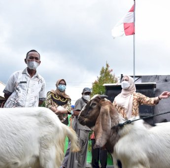 Poktan Sipakatuo Terima 46 Ekor Kambing Dari Bupati Luwu Utara