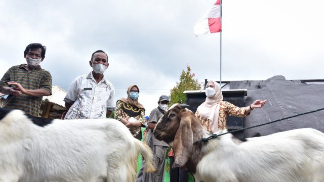 Poktan Sipakatuo Terima 46 Ekor Kambing Dari Bupati Luwu Utara