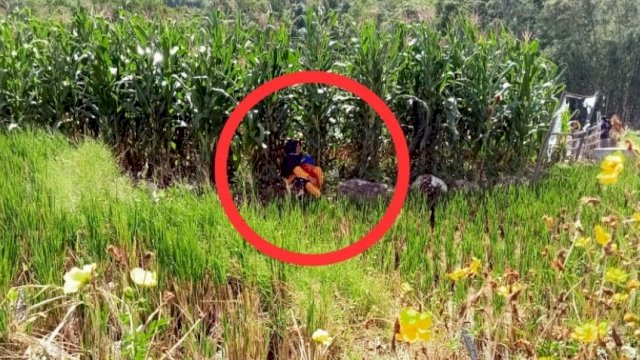 Seorang warga Kabupaten Sinjai telihat menggendong anaknya yang sedang tertidur duduk di bawah pohon jagung untuk berteduh menunggu kedatangan Menteri Pariwisata Sandiaga Salahuddin Uno, Sabtu (19/06/2021).