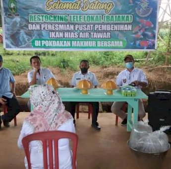 Dinas Perikanan Sinjai Sambut Baik Pengembangbiakan Ikan Lele Lokal