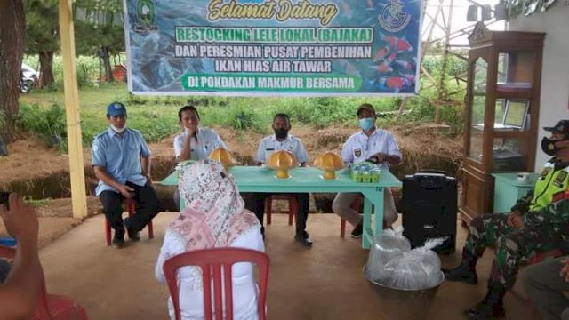 Dinas Perikanan Sinjai Sambut Baik Pengembangbiakan Ikan Lele Lokal