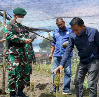 Panglima Divisi Infanteri Kostrad Malang Tinjau Pusat Budidaya Porang di Sidrap