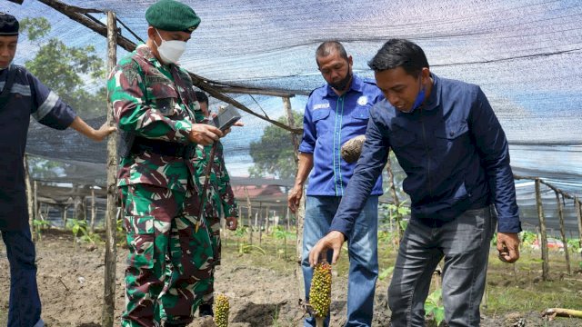Panglima Divisi Infanteri II (Pangdivif) Kostrad Malang, Mayor Jendral (Mayjen) TNI Andi Muhammad saat berkunjung ke pusat budidaya porang di Kabupaten Sidrap, Jumat (9/7/2021).