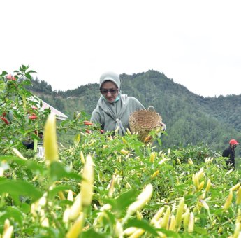 Berakhir Pekan di Rongkong, Bupati Indah Promosikan Desa Wisata