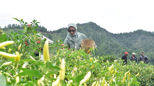 Bupati Luwu Utara Indah Putri Indriani, memetik cabe di Agrowisata Buntu Lemo di Dusun Manganan Desa Rinding Allo Kecamatan Rongkong. Minggu (11/07/2021)