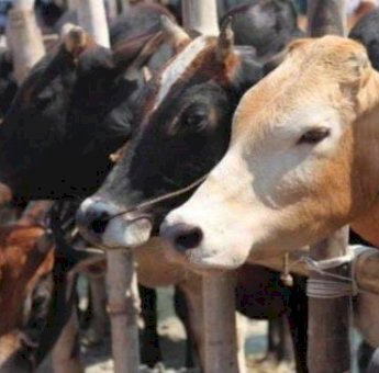 Idul Adha 1442 H, Bupati Sinjai Berkurban Lima Ekor Sapi