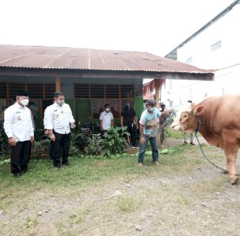 Mentan SYL Serahkan Sapi Kurban ke Pemkab Gowa, Begini Beratnya