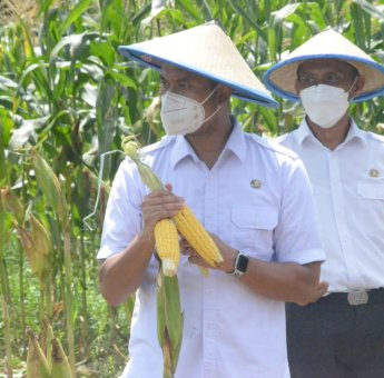Hasil Panen Melimpah, Upaya Pemkab Sinjai Kembangkan Varietas Jagung Hibrida Berhasil