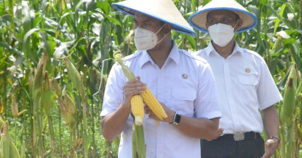 Hasil Panen Melimpah, Upaya Pemkab Sinjai Kembangkan Varietas Jagung Hibrida Berhasil