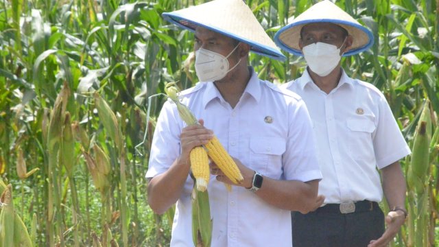 Bupati Sinjai, Andi Seto Gadhista Asapa saat mengunjungi pusat heirisasi dan inovasi jagung hibrida di Desa Kalobba, Kecamatan Tellulimpoe, Rabu (28/7/2021).