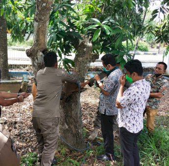 Terobosan Satpol PP Sinjai, Ternak terjaring Razia Dipasangi Ertag Hingga Dipengadilankan