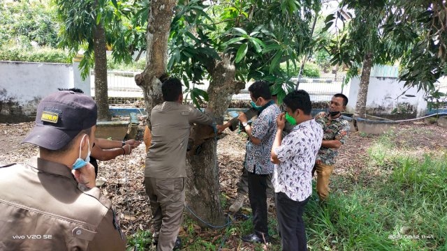 Satpol PP dan Damkar Sinjai saat melakukan razia hewan ternak dan memberi penandaan ketelinga hewan.