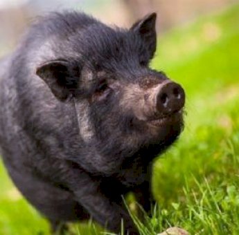 Warga Sinjai Timur Diresahkan Isu Munculnya ‘Babi Ngepet’