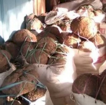 Meriahkan Merdeka Ekspor, Pemkab Gowa Siap Ekspor 28.266 Ton Porang ke Cina