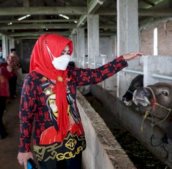 November 2021, Pemkab Gowa Kembali Terima Ratusan Sapi Perah Dari Kementrian Pertanian