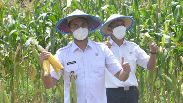 Bupati Sinjai Andi Seto Ghaditsa Asapa, memperlihatkan jagung Hibrida hasil pertanian masyarakat beberapa waktu lalu.