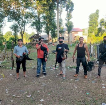 Gerebek Sabung Ayam, Polsek Telluwanua Sita 4 Motor dan 3 Ayam Jago