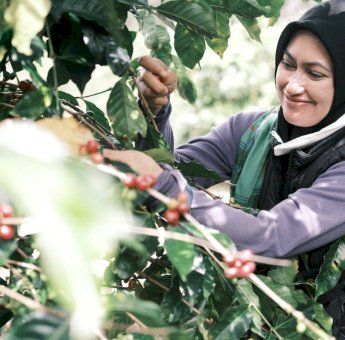 Petani Kopi Rongkong Hasilkan Ratusan Juta Rupiah Sekali Musim