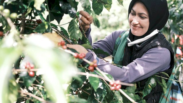 Bupati Luwu Utara Indah Putri Indriani, memetik biji kopi di salah satu perkebunan warga di Rongkong.