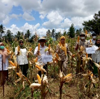 Dinas TPHP Sinjai Panen Raya Jagung Nusantara, Hasilnya Capai 8 Ton Perhektar