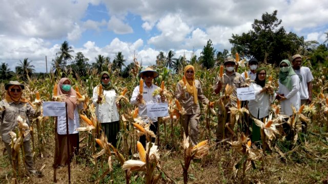 Panen Raya Jagung Nusantara di Kecamatan Tellulimpoe, Kabupaten Sinjai, Rabu (29/09/2021).