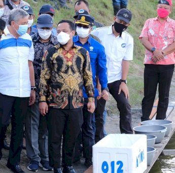 Andi Sudirman Tabur Benur Udang Windu di 1000 Hektar Tambak di Pinrang