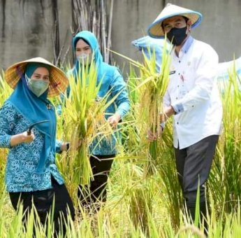 Tingkatkan Produksi Pertanian, Dinas TPHP Sinjai Akan Cetak Penangkar Bibit Padi Unggul