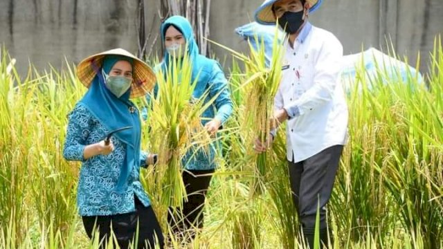 Kepala Dinas TPHP Kabupaten Sinjai Kamaruddin Samma, bersama Ketua TP PKK Andi Nurhilda Seto, saat memanen Padi dari bibit unggul beberapa waktu lalu.