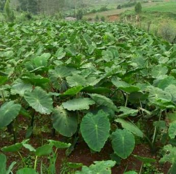 Talas Satoimo Prospek Menjanjikan untuk Petani di Sinjai