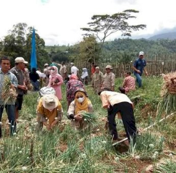 Hasil Panen Perdana Bawang Merah di Sinjai Barat Memuaskan, Bupati Andi Seto Sampaikan Syukur