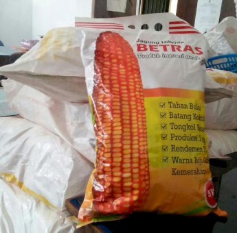 Ratusan Kelompok Tani di Sinjai Dapat Bantuan Benih Jagung Berkualitas