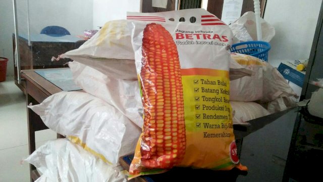 Bantuan Benih Jagung yang akan disalurkan pada Ratusan Petani di Kabupaten Sinjai.