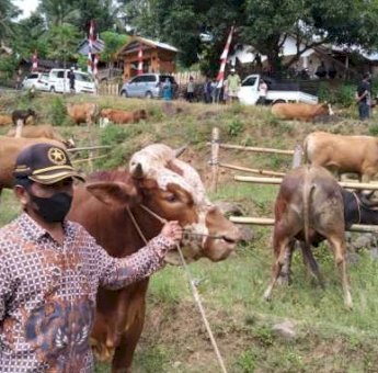 Program IB Plus Bukti Keseriusan Bupati Andi Seto Sejahterakan Peternak Sapi di Sinjai