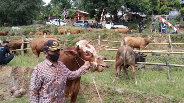 Warga Sinjai memperlihatkan sapi ternaknya yang diberikan Inseminasi Buatan Plus.