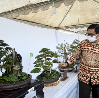 Pesona Tanaman Bonsai di Bumi Lamaranginang Layak Bersaing Ditingkat Nasional