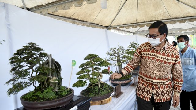 Wakil Bupati Luwu Utara Suaib Mansur, saat menghadiri Pameran Tanaman Bonsai di pelataran Sentral Bisnis Masamba, Kamis (11/11/2021).