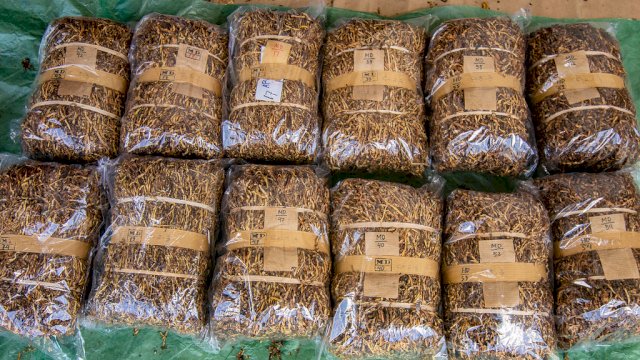 Ini Dia 3 Jenis Tembakau Terbaik Di Indonesia